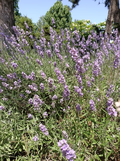 花园里盛开的薰衣草花图片下载
