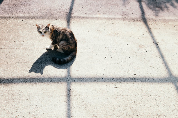 猫和线的影子图片下载