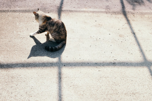 猫和线的影子图片下载