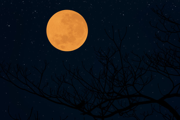 满月与树枝的剪影在黑暗的夜晚。图片下载