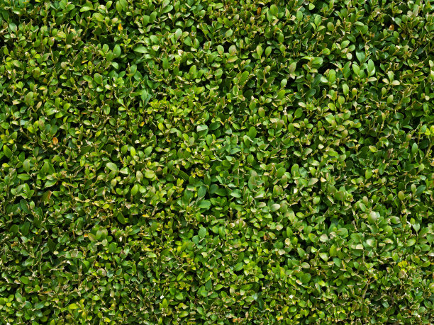 黄杨木材料图片下载