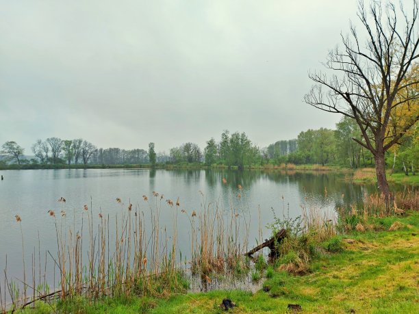 湖边的寂静图片下载