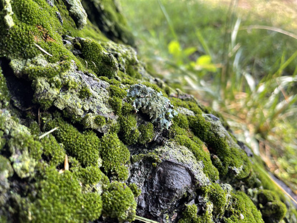 树上的地衣和苔藓图片下载