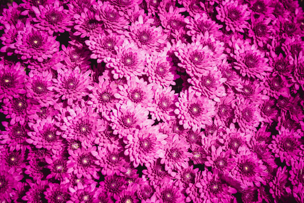 粉红色的菊花图片下载