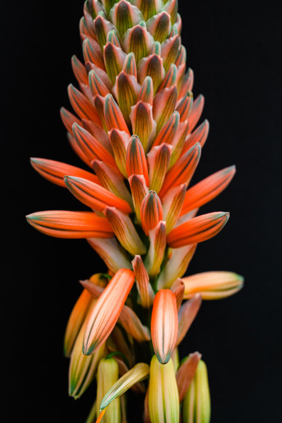 芦荟花黑色图片下载