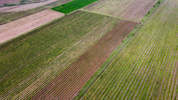 这是一幅春季果园中一排排笔直的树木的无人机照片图片下载