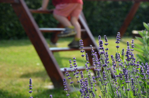 一个小男孩在一个放着薰衣草的花坛旁爬梯子图片下载