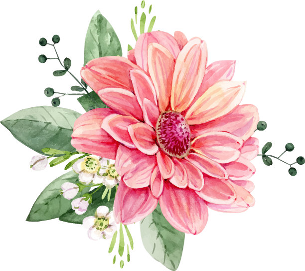 一束粉红色的菊花图片下载