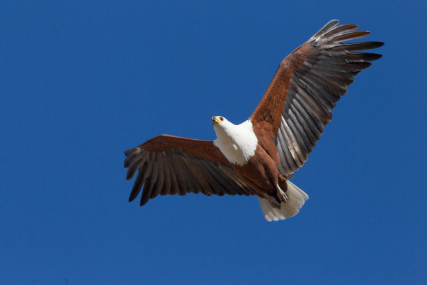一只鱼鹰从下面飞过来，上面是蓝天。图片下载