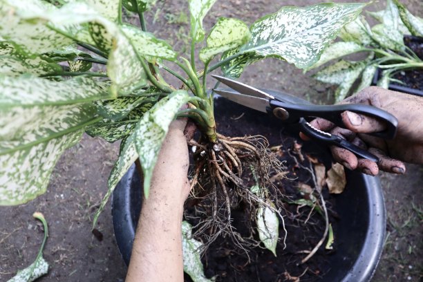 人工种植观赏植物、水仙花植物或中国常绿植物图片下载