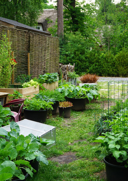 生物菜园或厨房菜园。有机绿色新鲜食品。用自己种的蔬菜和水果。舒适的小花园，漂亮的装饰花园。自家后院种的新鲜蔬菜图片下载