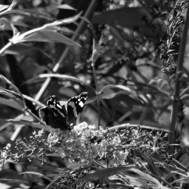 蝴蝶的翅膀边缘是黑白对比的图片下载