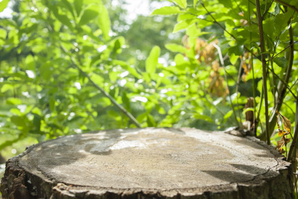 森林树桩模糊散景背景图片下载