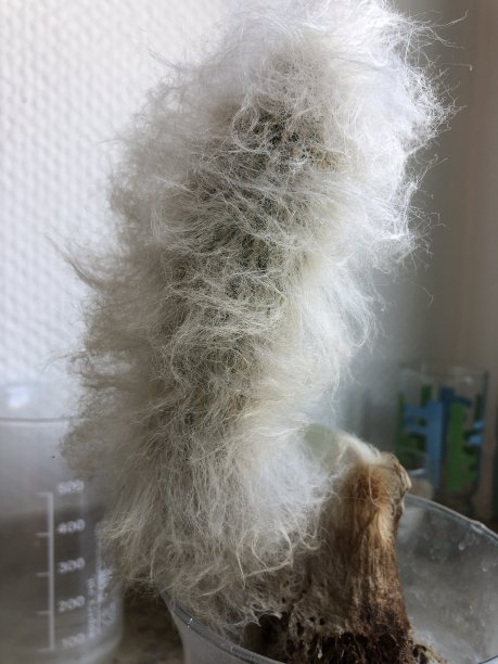 有很多毛的仙人掌图片下载