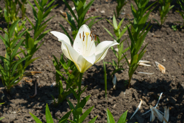六月真百合白花侧视图图片下载