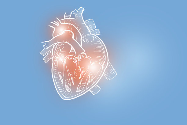 在浅蓝色背景上手绘的人类心脏插图。图片下载