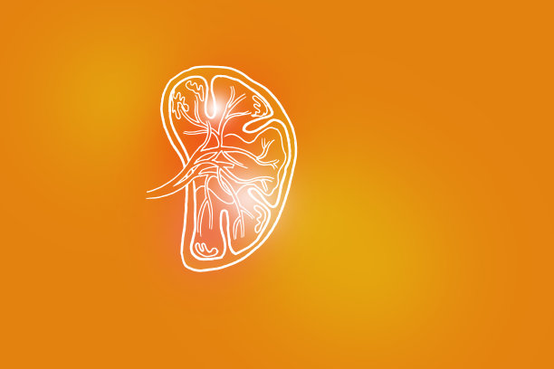 在正橙色背景上的人类脾脏手绘插图。图片下载