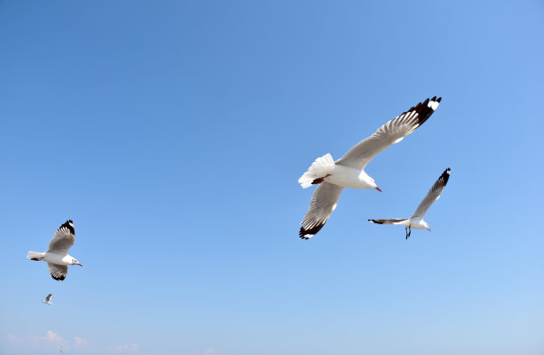 海鸥在天空中飞翔图片下载