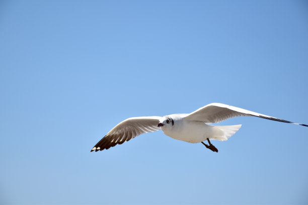 海鸥在天空中飞翔图片下载