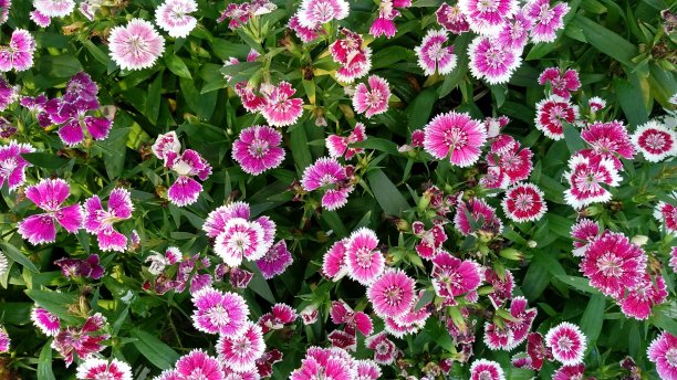 美丽多彩的热带花卉图片下载