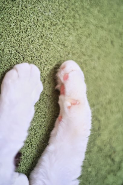 白色的猫的前脚和粉红色的爪子在绿色的垫子上图片下载