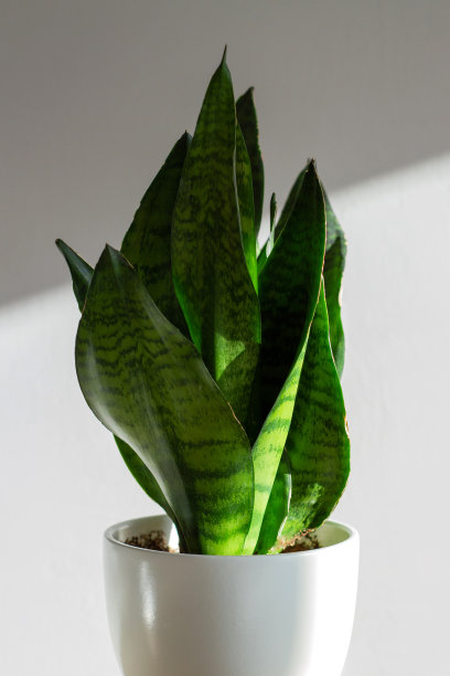 白色陶瓷盆中的小型室内植物：虎尾兰图片下载