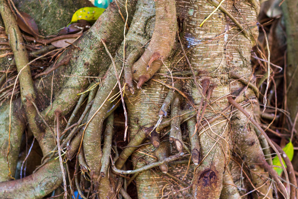榕树的树干和树枝图片图片下载