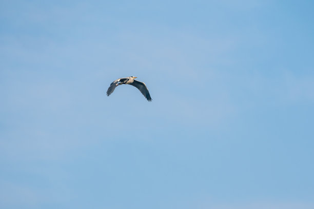 飞蓝鹭图片下载