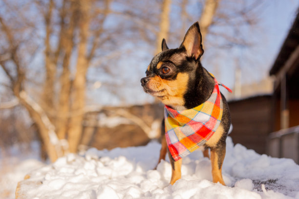 冬天的小狗。雪地上的吉娃娃。吉娃娃。冬天的概念图片下载