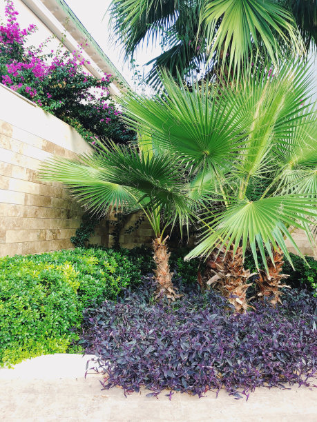 郁郁葱葱的棕榈叶图片下载