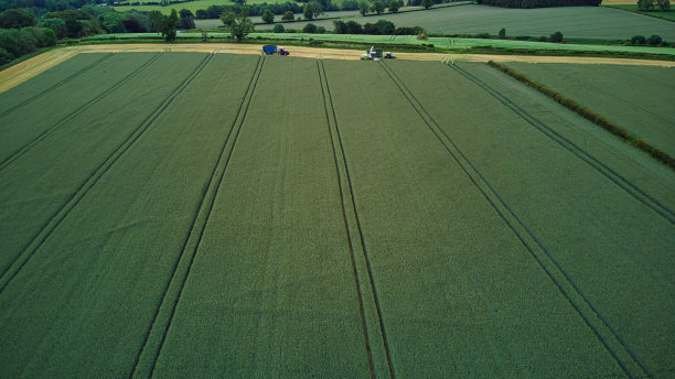 英国苏格兰麦罗斯，用农机准备收割的绿色谷物图片下载