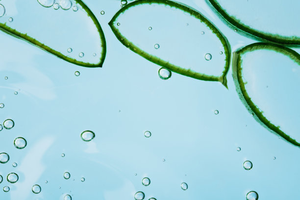 芦荟切片纹理与凝胶在蓝色背景。图片下载