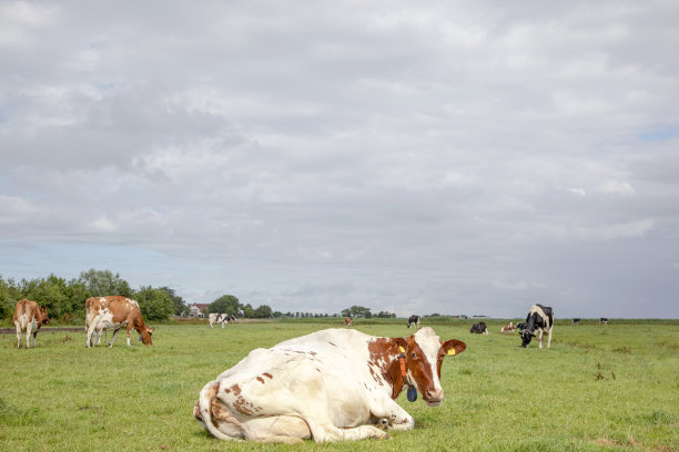 一头奶牛躺在草地中间，红白相间，向后看，咀嚼着，反刍着，后面是其他奶牛和多云的灰色天空。图片下载