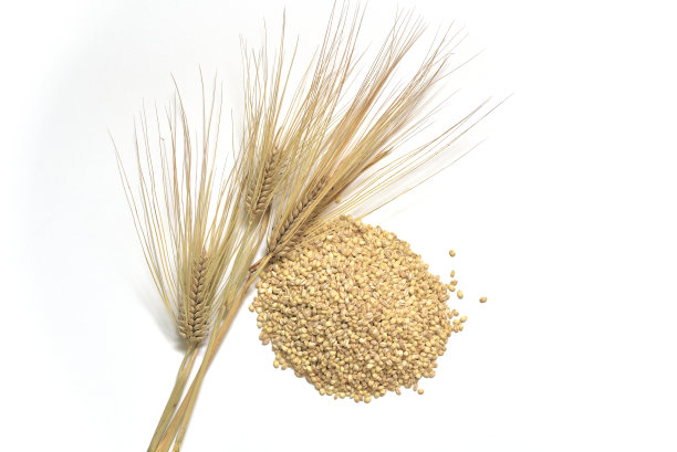 白色背景的大麦穗。图片下载