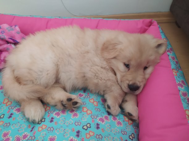 金毛小狗睡着了图片下载