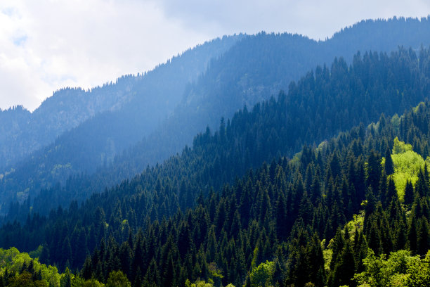 云杉覆盖的山坡一直延伸到远处图片下载