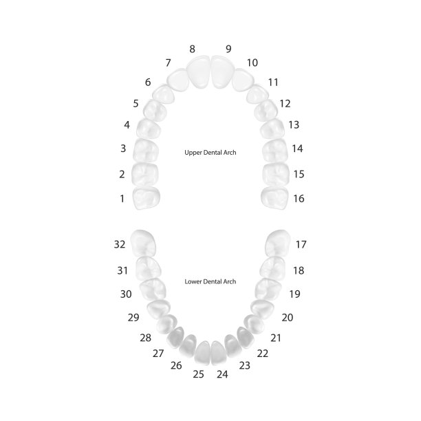 矢量3d现实的牙齿，上，下成人颌，顶视图。解剖学的概念。正牙医生人类牙齿计划隔离。医学口腔健康。修复，贴面设计模板图片下载