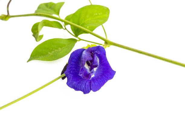 攀缘植物的分支，美丽的蓝色蝴蝶豌豆和绿色的叶子，被称为蓝风铃藤或亚洲鸽子的翅膀，孤立在白色的背景和复制空间图片下载