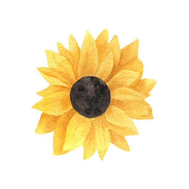 逼真的水彩向日葵礼品卡，邀请，婚礼菜单。花插图孤立在白色的背景。鲜艳的黄色和绿色。图片下载