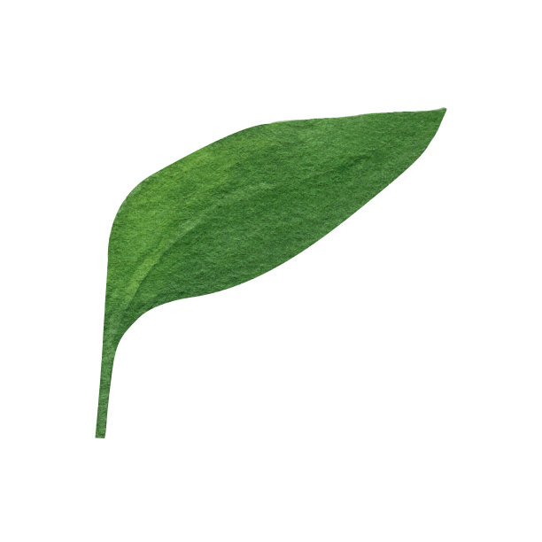 可爱的手绘绿叶。水彩插画叶子为婚礼装饰和安排。图片下载