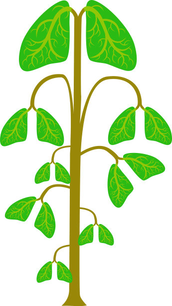 肺的树图片下载