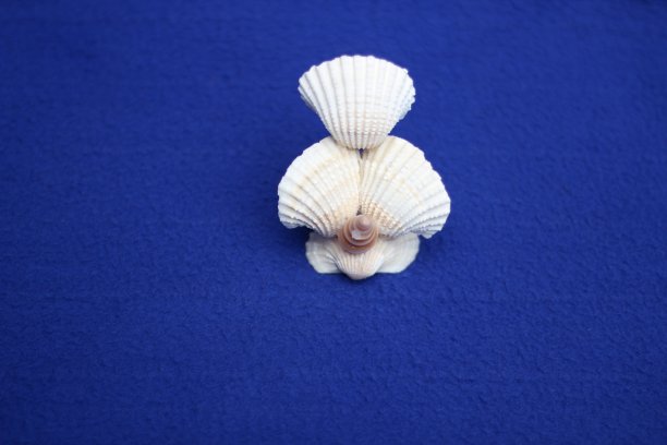 蜗牛和牡蛎做的玩具图片下载