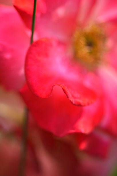 当玫瑰翩翩起舞图片下载