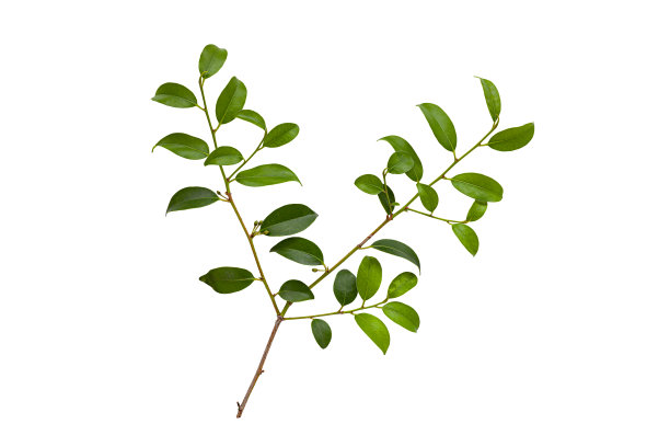 日本cleyera (sakaki)图片下载