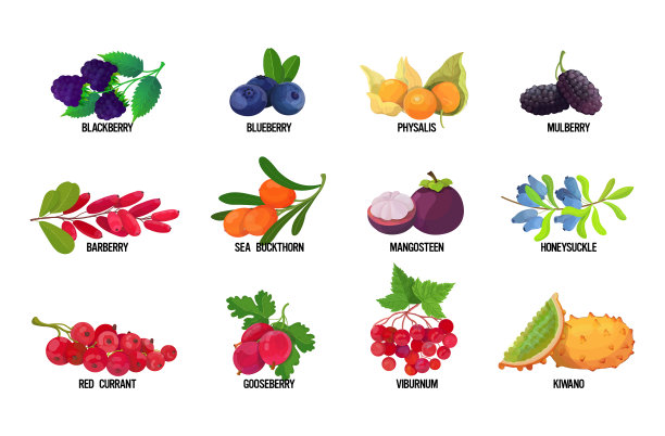 设置新鲜多汁的浆果名称美味成熟图片下载