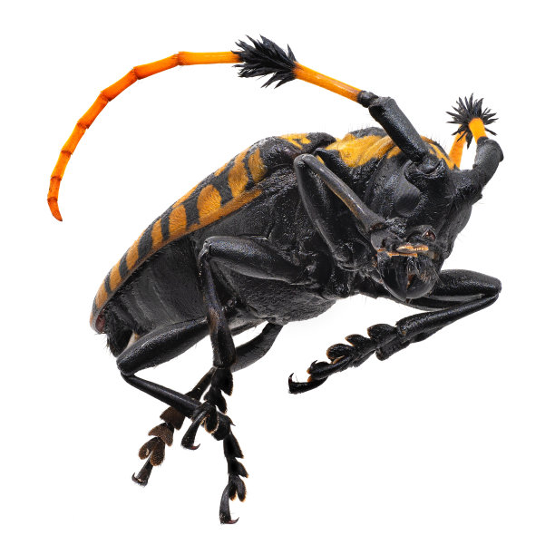 长角甲虫特写图片下载