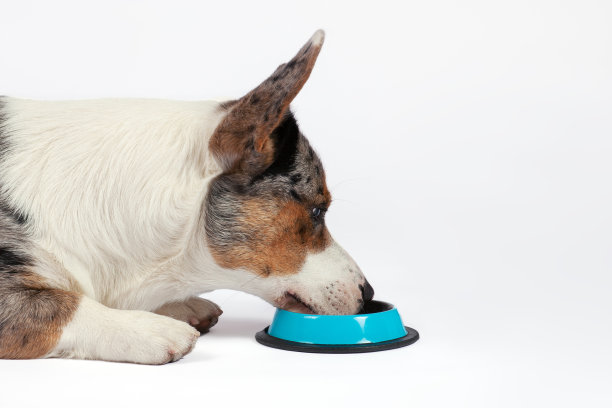 可爱的威尔士柯基开衫狗，不寻常的山鸟色，躺在地板上吃蓝色的金属碗。图片下载