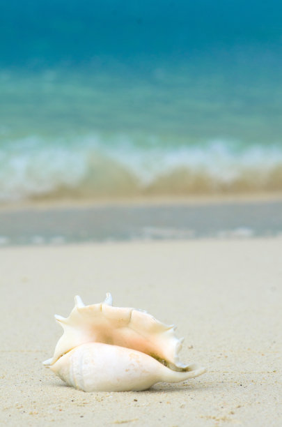风景与贝壳在热带海滩附近的浪，利普岛泰国。图片下载