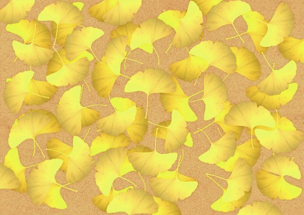 软木板上银杏落叶的插图图片下载