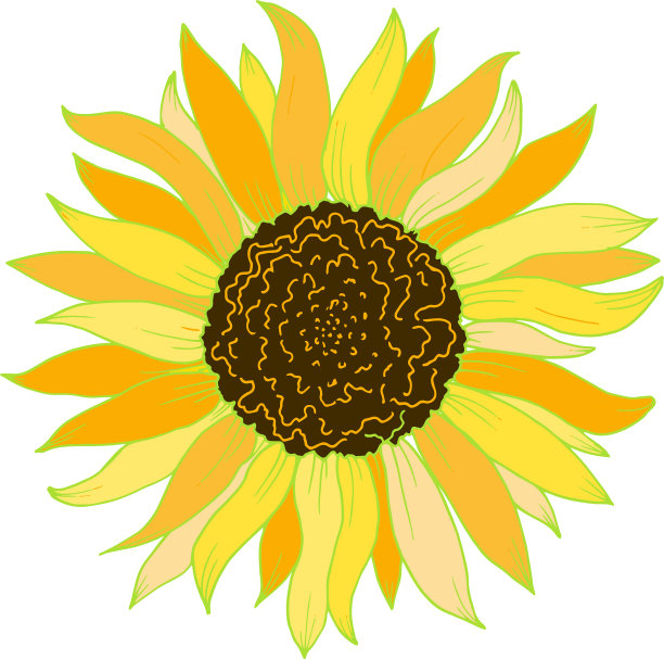 向日葵孤立的元素在白色的背景图片下载